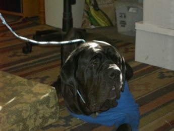 Bubba Bear