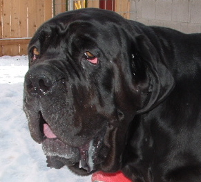 Bubba Bear