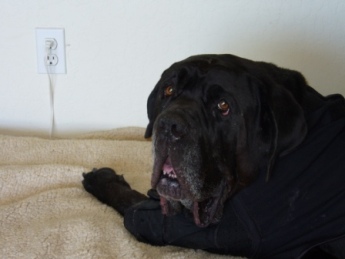 Bubba Bear