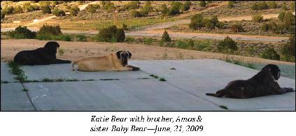 Katie Bear