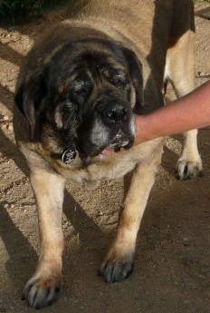 Retirement Home for Dogs and Cats - Precious