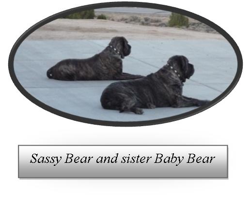 Sassy Bear