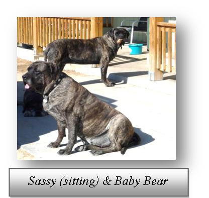 Sassy Bear