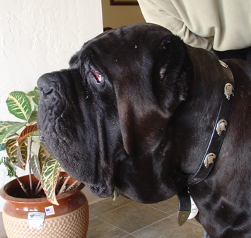 Kona