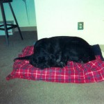 Bubba peaceful sleeping 2005 Bubba peaceful sleeping 2005