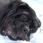 Bubba playing in snow 2005 Bubba playing in snow 2005