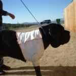 Bubba, 1st prototype amputee vest Bubba, 1st prototype amputee vest