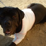 Bubba, DogLeggs prototype vest Bubba, DogLeggs prototype vest
