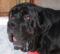 Mastiff Rescue Operations