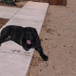 Bubba outside Bubba outside