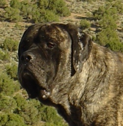 Honey Bear’s Country Kennels