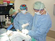 Clouseau in surgery Clouseau in surgery
