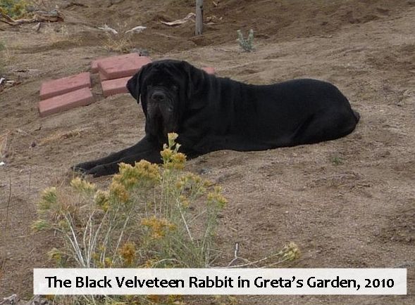 The Black Velveteen Rabbit in Greta’s Garden, 2010